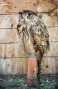 Eurasian eagle owl - Bubo bubo Ã¢â¬â bred in captivity